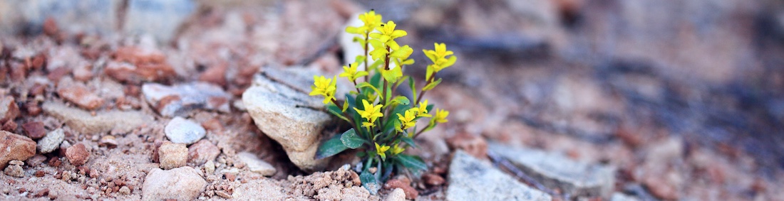 alexander-grey-2eAkk5lIkC8-unsplash